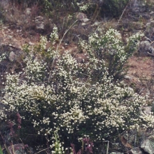 Cryptandra amara at Conder, ACT - 10 Jul 2001