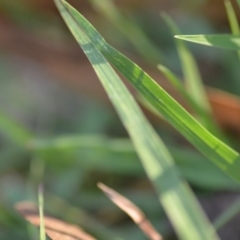 Bothriochloa macra at Wamboin, NSW - 9 Feb 2019 10:57 AM