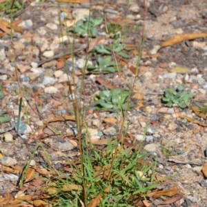 Bothriochloa macra at Wamboin, NSW - 9 Feb 2019 10:57 AM