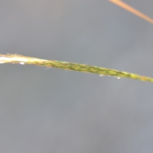 Bothriochloa macra at Wamboin, NSW - 9 Feb 2019