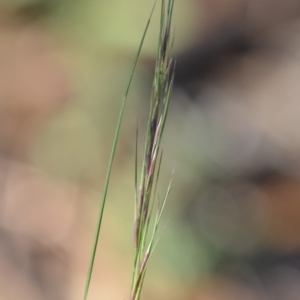 Aristida ramosa at Wamboin, NSW - 9 Feb 2019