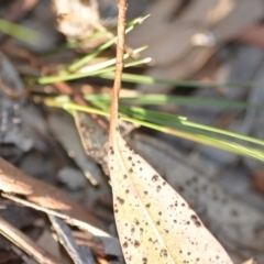 Aristida ramosa at Wamboin, NSW - 9 Feb 2019