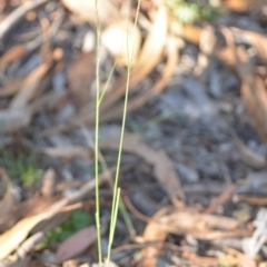 Aristida ramosa at Wamboin, NSW - 9 Feb 2019 11:03 AM