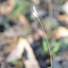 Rytidosperma (genus) (Wallaby Grass) at Wamboin, NSW - 9 Feb 2019 by natureguy