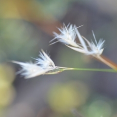 Rytidosperma sp. at Wamboin, NSW - 9 Feb 2019 11:03 AM