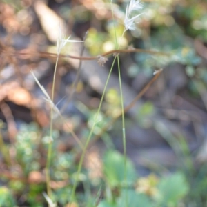 Rytidosperma sp. at Wamboin, NSW - 9 Feb 2019 11:03 AM