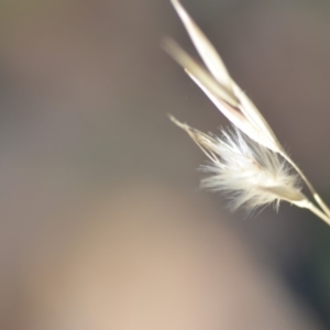 Rytidosperma sp. at Wamboin, NSW - 9 Feb 2019