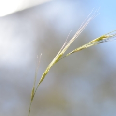Microlaena stipoides (Weeping Grass) at QPRC LGA - 7 Dec 2018 by natureguy