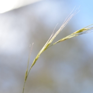 Microlaena stipoides at Wamboin, NSW - 7 Dec 2018 06:54 PM