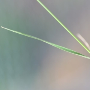 Microlaena stipoides at Wamboin, NSW - 7 Dec 2018 06:54 PM