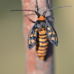 Amata (genus) (Handmaiden Moth) at QPRC LGA - 9 Feb 2019 by natureguy