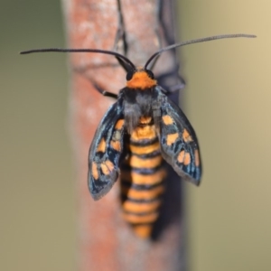 Amata (genus) at Wamboin, NSW - 9 Feb 2019 09:33 PM