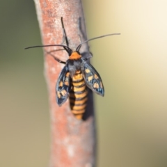 Amata (genus) at Wamboin, NSW - 9 Feb 2019