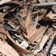 Goniaea opomaloides (Mimetic Gumleaf Grasshopper) at QPRC LGA - 13 Feb 2019 by natureguy