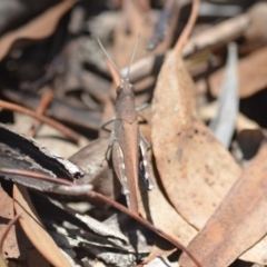 Goniaea opomaloides at Wamboin, NSW - 13 Feb 2019 03:57 PM