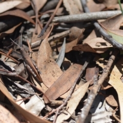 Goniaea opomaloides at Wamboin, NSW - 13 Feb 2019