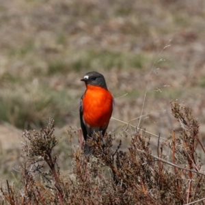 Petroica phoenicea at Rendezvous Creek, ACT - 1 Aug 2019