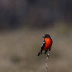 Petroica phoenicea at Rendezvous Creek, ACT - 1 Aug 2019