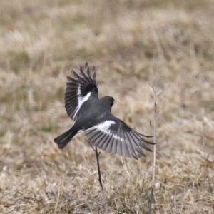 Petroica phoenicea at Rendezvous Creek, ACT - 1 Aug 2019