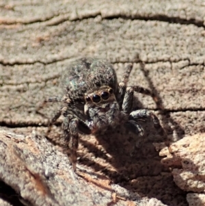 Jotus sp. (genus) at Dunlop, ACT - 31 Jul 2019