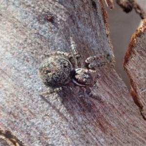 Jotus sp. (genus) at Dunlop, ACT - 31 Jul 2019