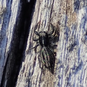 Holoplatys sp. (genus) at Aranda, ACT - 31 Jul 2019 03:48 PM