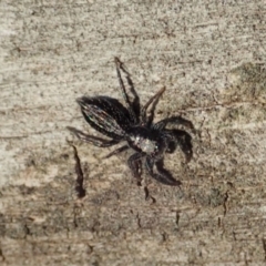 Holoplatys sp. (genus) at Aranda, ACT - 31 Jul 2019