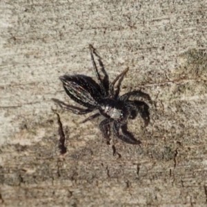 Holoplatys sp. (genus) at Aranda, ACT - 31 Jul 2019