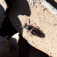 Mutillidae (family) (Unidentified 'velvet ant') at Dunlop, ACT - 31 Jul 2019 by CathB