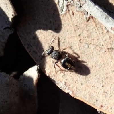 Mutillidae (family) (Unidentified Mutillid wasp or velvet ant) at Aranda Bushland - 31 Jul 2019 by CathB