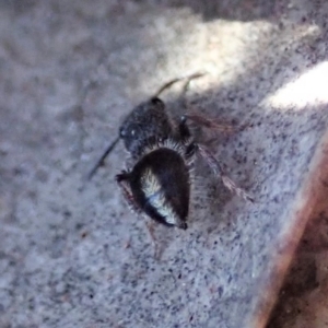 Mutillidae (family) at Aranda Bushland - 31 Jul 2019