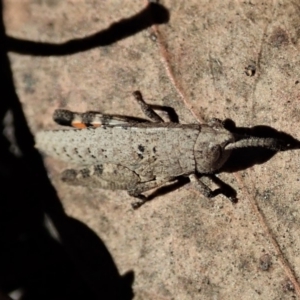 Goniaea opomaloides at Dunlop, ACT - 31 Jul 2019