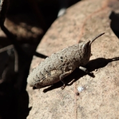 Goniaea opomaloides at Dunlop, ACT - 31 Jul 2019 02:57 PM