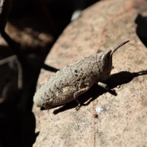 Goniaea opomaloides at Dunlop, ACT - 31 Jul 2019