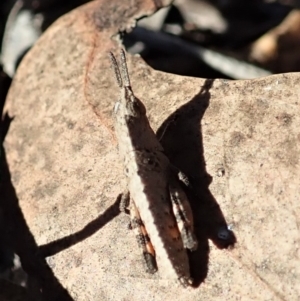 Goniaea opomaloides at Dunlop, ACT - 31 Jul 2019