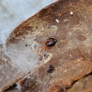 Euryopis umbilicata at Dunlop, ACT - 30 Jul 2019