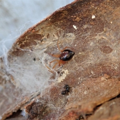 Euryopis umbilicata (Striped tick spider) at Aranda Bushland - 30 Jul 2019 by CathB