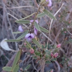 Hovea heterophylla (Common Hovea) at Little Taylor Grasslands - 31 Jul 2019 by RosemaryRoth