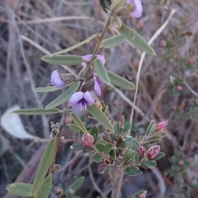 Hovea heterophylla (Common Hovea) at Kambah, ACT - 31 Jul 2019 by RosemaryRoth