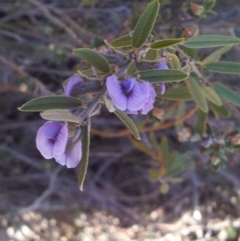 Hovea heterophylla at Kambah, ACT - 31 Jul 2019