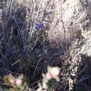 Hovea heterophylla at Kambah, ACT - 31 Jul 2019 12:49 PM