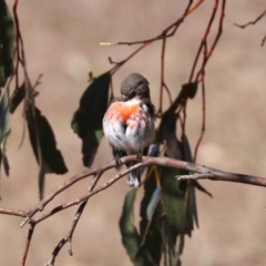 Petroica boodang (Scarlet Robin) at Rendezvous Creek, ACT - 2 Aug 2019 by jb2602