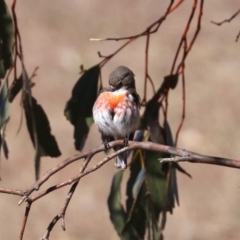Petroica boodang (Scarlet Robin) at Rendezvous Creek, ACT - 2 Aug 2019 by jbromilow50