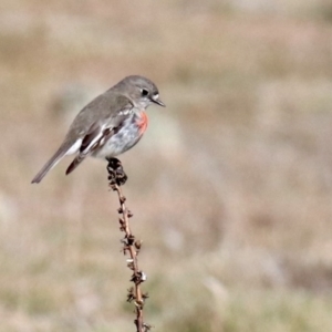 Petroica boodang at Rendezvous Creek, ACT - 2 Aug 2019 11:36 AM