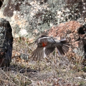 Petroica boodang at Rendezvous Creek, ACT - 2 Aug 2019 11:36 AM