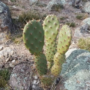 Opuntia stricta at O'Malley, ACT - 4 Aug 2019