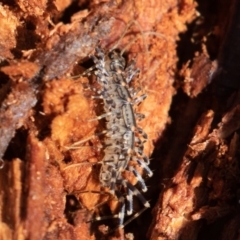 Scutigeridae (family) (A scutigerid centipede) at Cotter River, ACT - 4 Aug 2019 by rawshorty