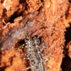 Scutigeridae (family) at Cotter River, ACT - 4 Aug 2019 11:17 AM