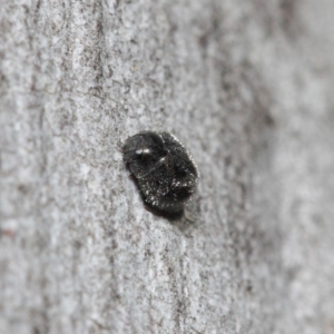 Coccinellidae (family) at Hackett, ACT - 2 Aug 2019