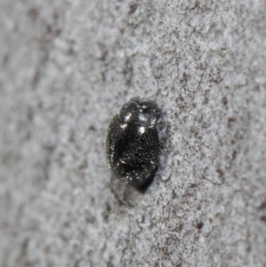 Coccinellidae (family) at Hackett, ACT - 2 Aug 2019 01:00 PM